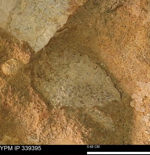 undet. Mollusca