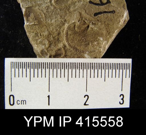 Dalmanella meeki