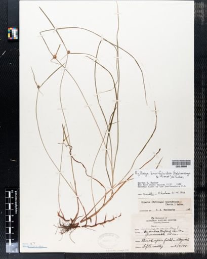 Kyllinga brevifolioides