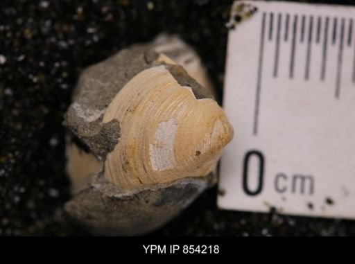 Limopsis striatopunctatus