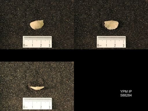 Chonetes sp.