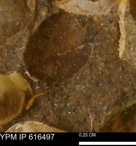 Protocardia subquadrata