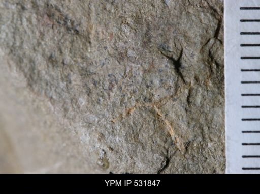 undet. Dichograptidae