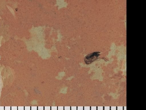 undet. Mordellidae