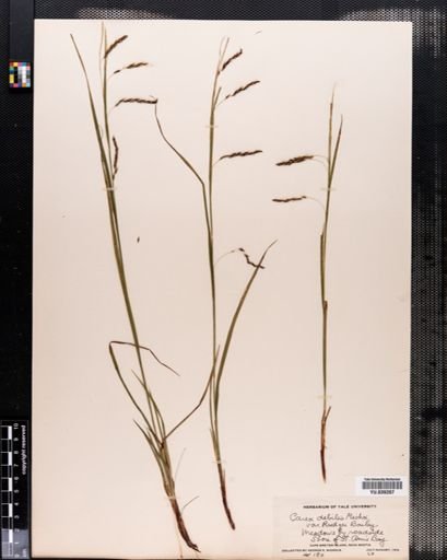 Carex debilis