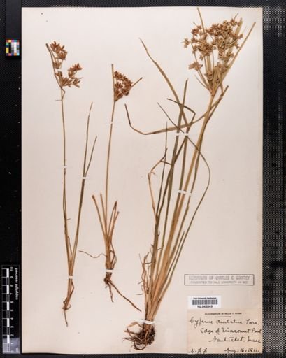 Cyperus dentatus