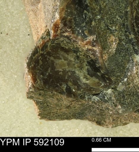 undet. Bakevelliidae