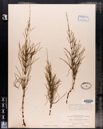Equisetum