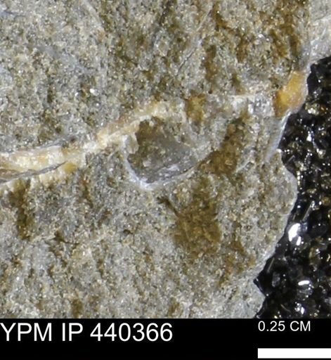 undet. Bivalvia