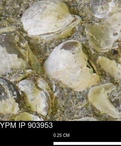 Corbulamella sp.