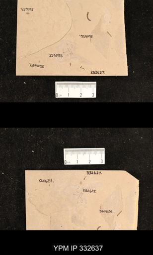 undet. Hexapoda