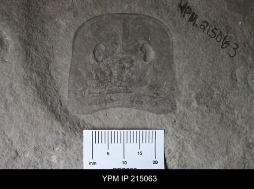 Eurypterus remipes