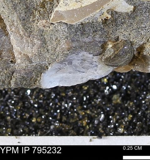 undet. Bivalvia