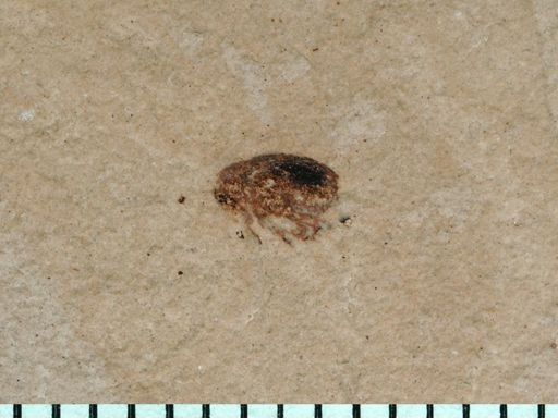 undet. Curculionidae