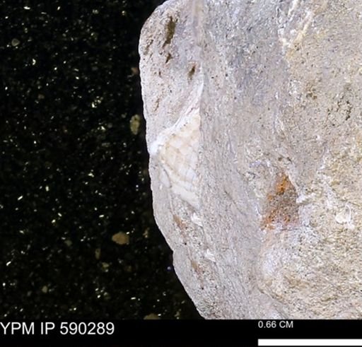 undet. Mollusca