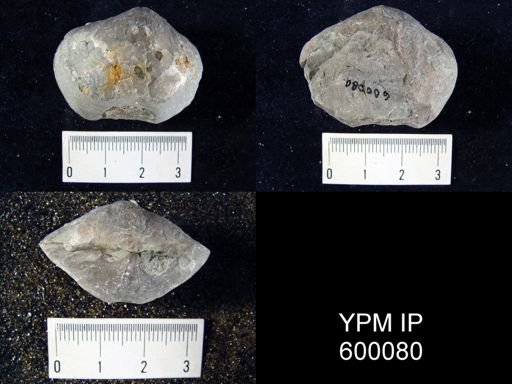 Spirifer radiatus