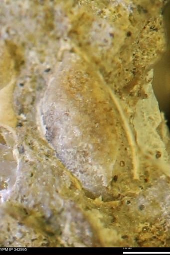undet. Mollusca