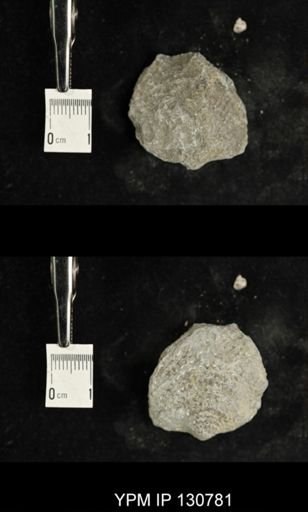 Spinatrypa spinosa