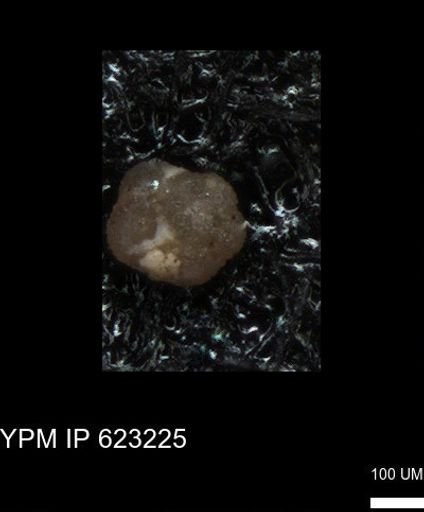 undet. Foraminiferida