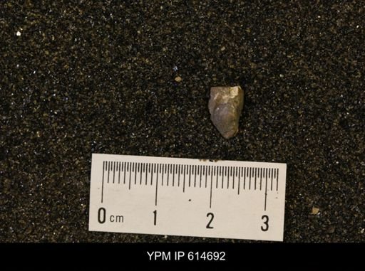 Oxytoma (Hypoxytoma) nebrascana