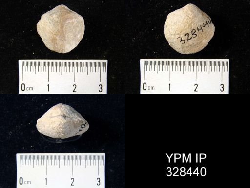 Atrypa missouriensis
