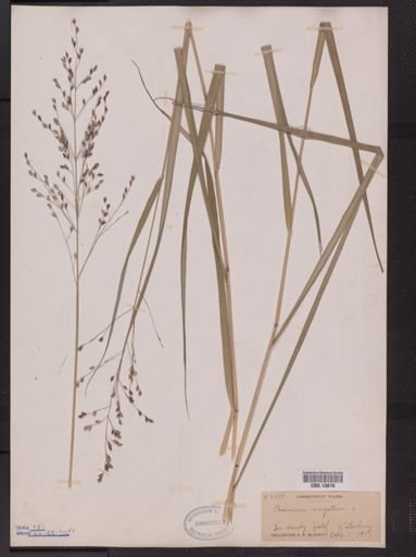 Panicum virgatum