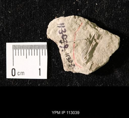 Iocrinus sp.