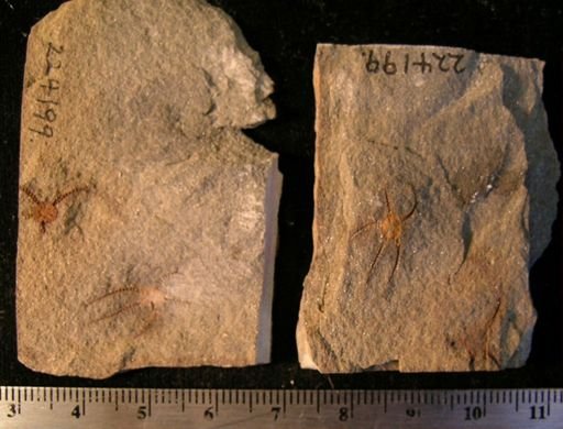 Stephanoura belgica