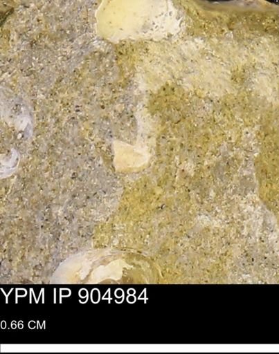 undet. Mollusca