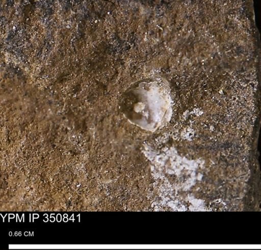 undet. Mollusca