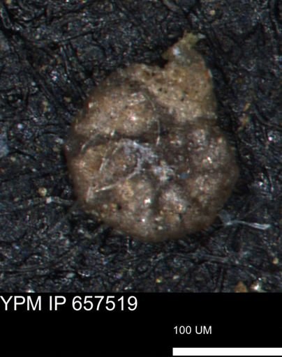 Ammobaculites subcretaceus