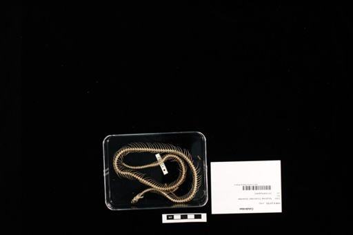Colubridae