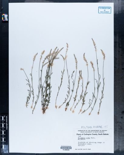 Polygala