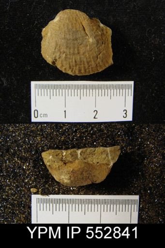 Productella lachrymosa