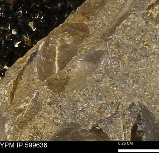 Protocardia subquadrata