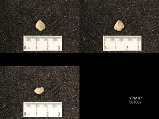 Rhynchotrema anticostiensis