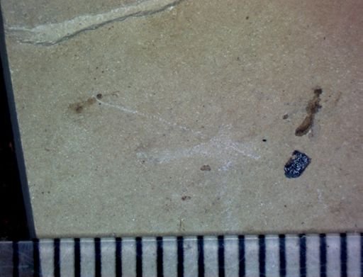 undet. Hymenoptera