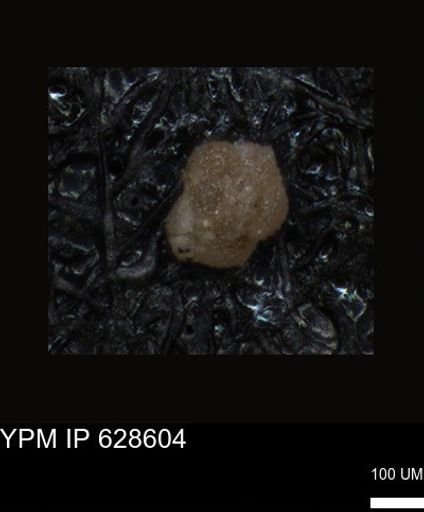 undet. Foraminiferida