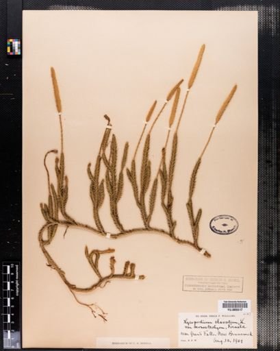 Lycopodium clavatum