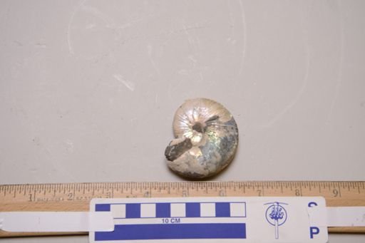 Hoploscaphites nicolletii