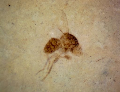 undet. Diptera