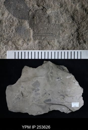 Eurypterus sp.