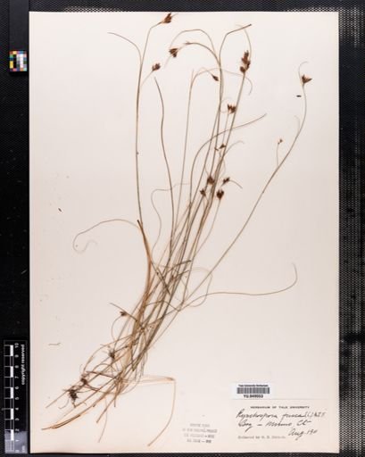 Rhynchospora fusca