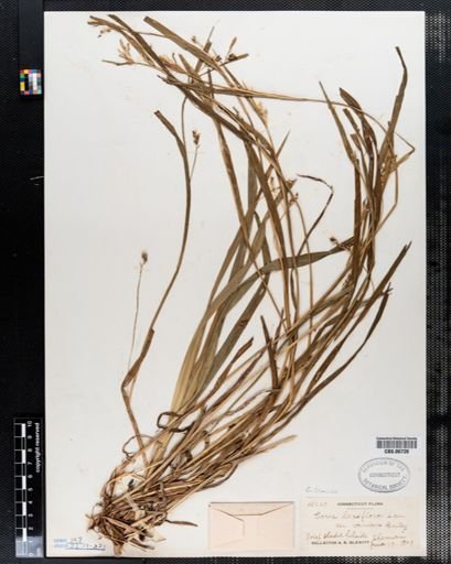 Carex blanda