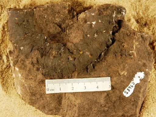 Williamsonia gryas