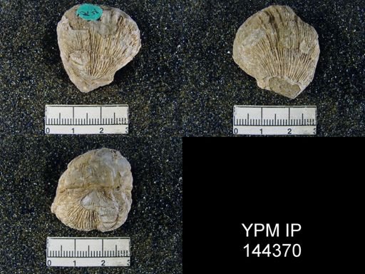 Streptorhynchus (Kiangsiella) pectiniformis