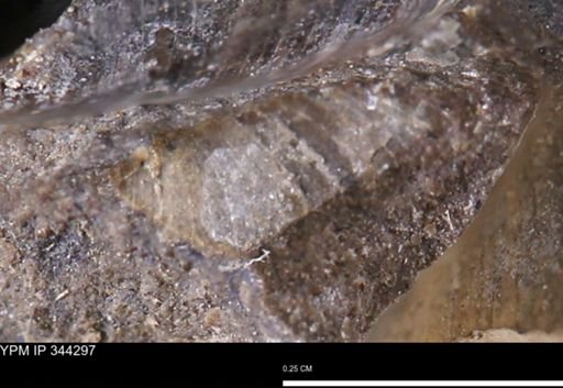 Limopsis striatopunctatus