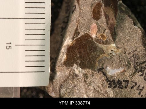 Protocardia subquadrata