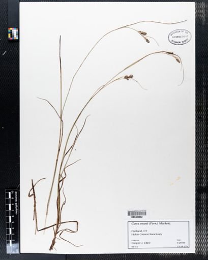 Carex swanii
