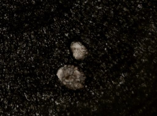 Stylochus ellipticus